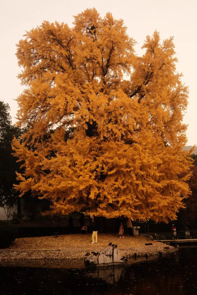 Arbre majestueux en nature