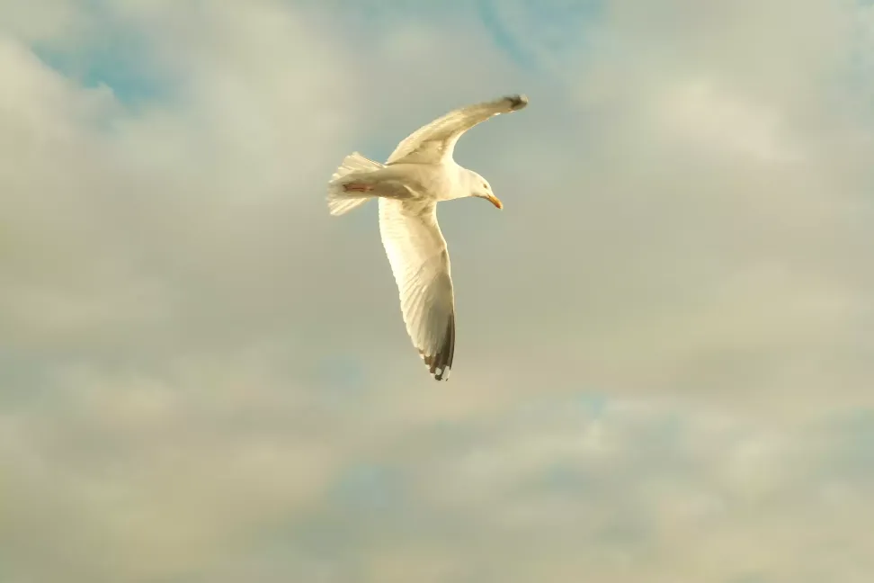 Goéland en vol