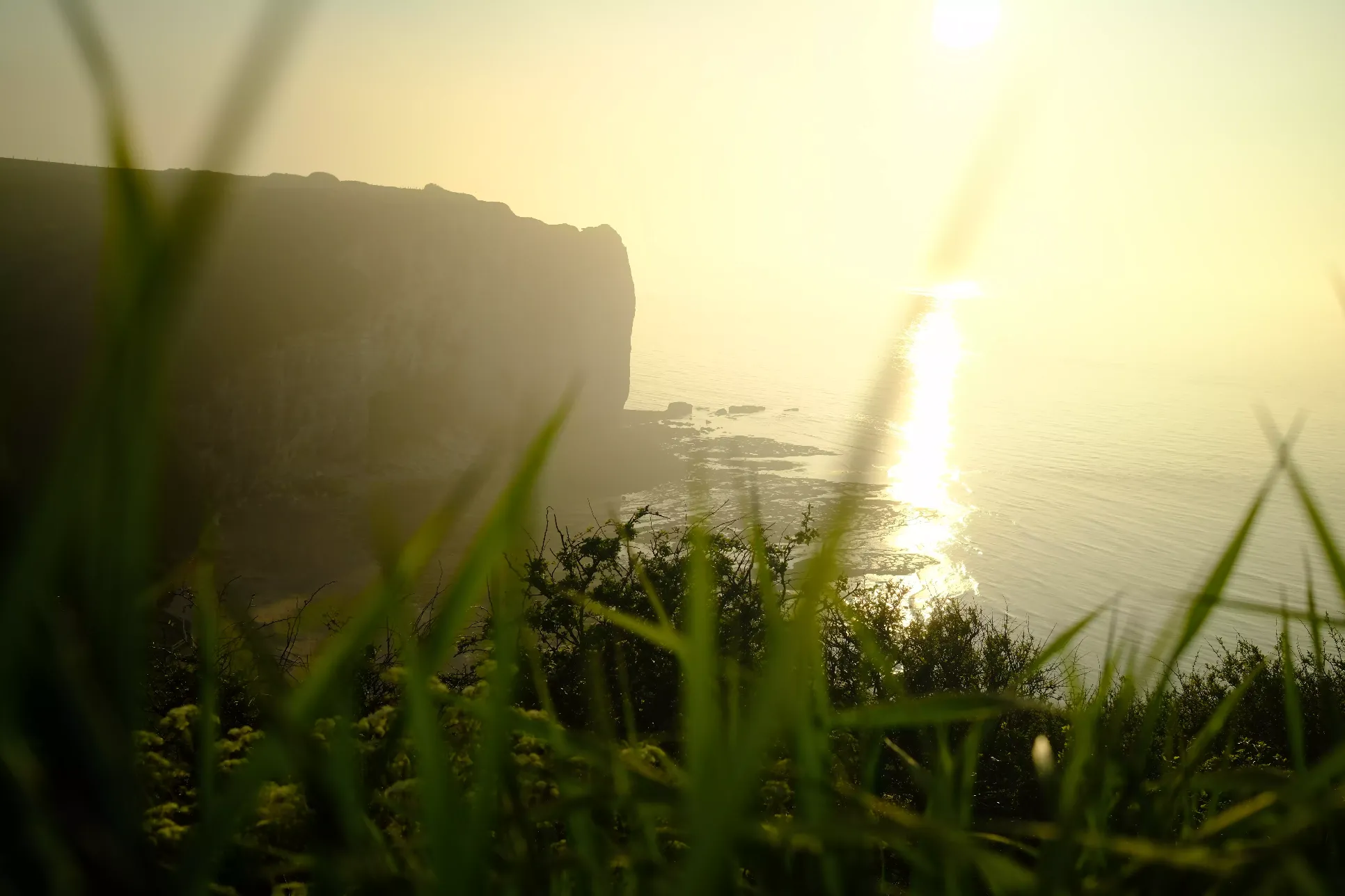 Champ d'herbe verdoyante